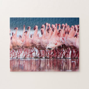 Puzzle Large Group of Lesser Flamingos