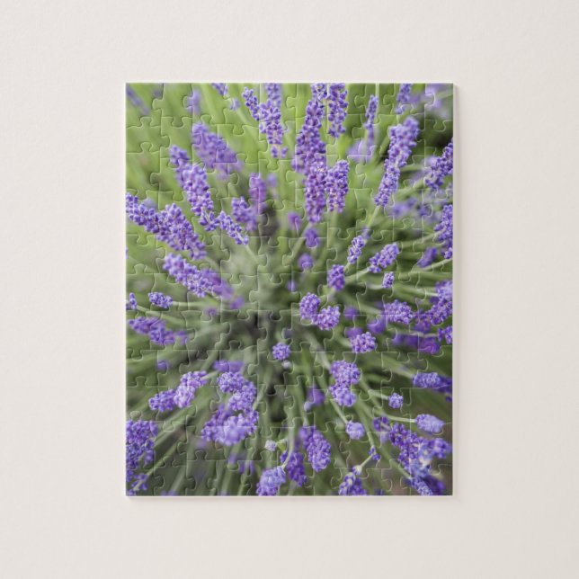Puzzle Lavender plants (Vertical)