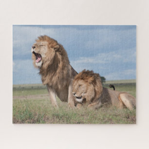 Puzzle Lazy Lion Brothers sur la savane