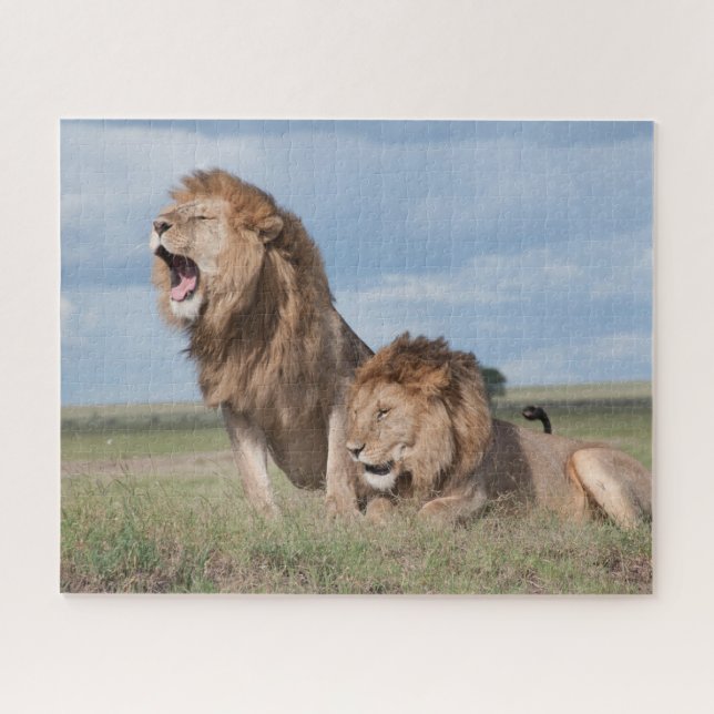 Puzzle Lazy Lion Brothers sur la Savannah (Horizontal)