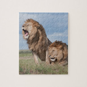 Puzzle Lazy Lion Brothers sur la Savannah
