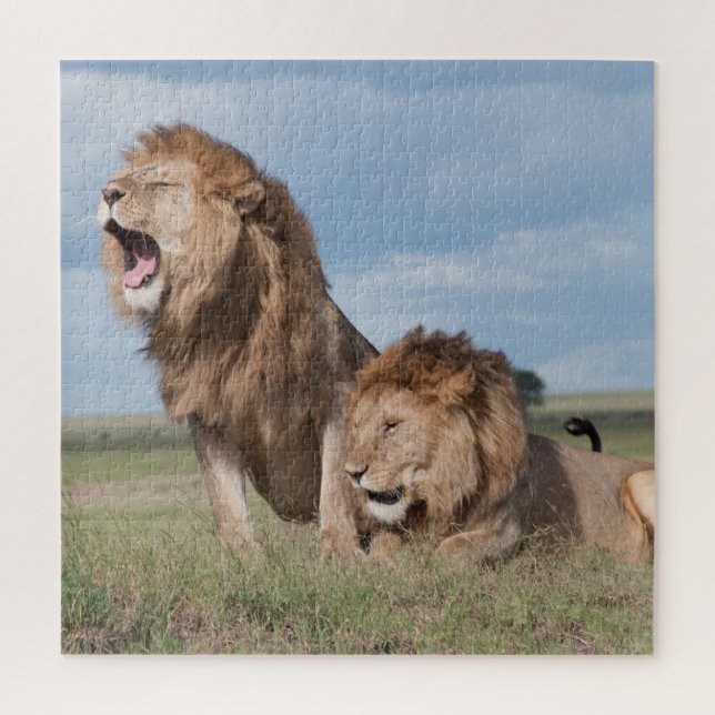 Puzzle Lazy Lion Brothers sur la Savannah (Vertical)