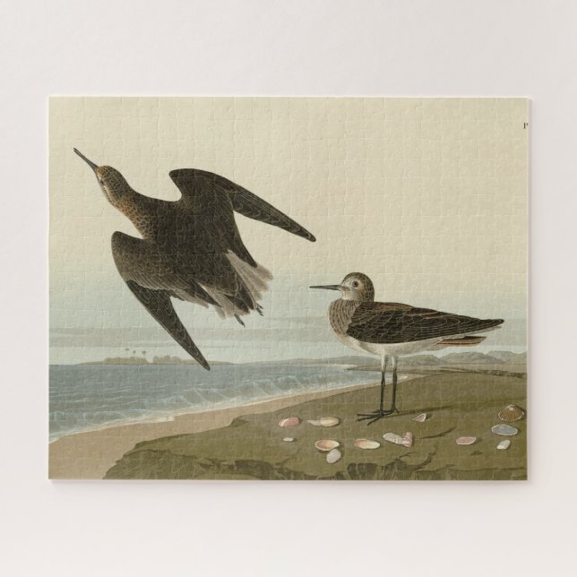 Puzzle Le bécasseau de Schinz des oiseaux d'Amérique d'Au (Horizontal)