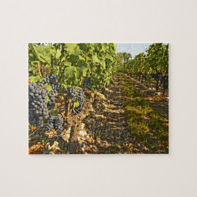 Puzzle Le Cabernet Sauvignon vigne en rang dans la vigne (Horizontal)