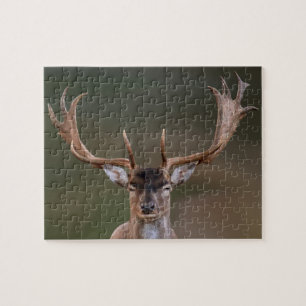 Puzzle Le cerf en jachère vous juge