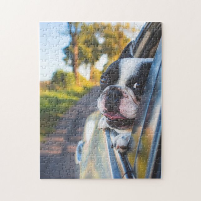 Puzzle Le chien de Boston Sticking Head out Car Window (Vertical)