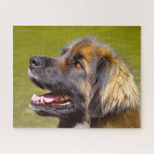 Puzzle Le Chien Leonberger Élevait Jigsaw.