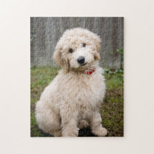 Puzzle Le Chiot De Goldendoodle S'Assis Dans L'Herbe