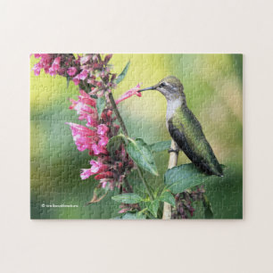 Puzzle Le colibri d'Anna sur les fleurs d'hyssop d'anis