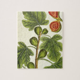 Puzzle Le figuier, plaquent 125 "d'un de fines herbes