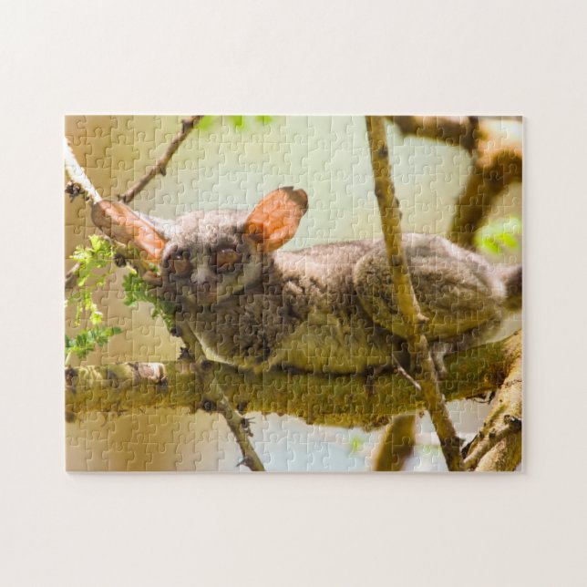 Puzzle Le Galago du Sénégal (Galago Senegalensis) (Horizontal)
