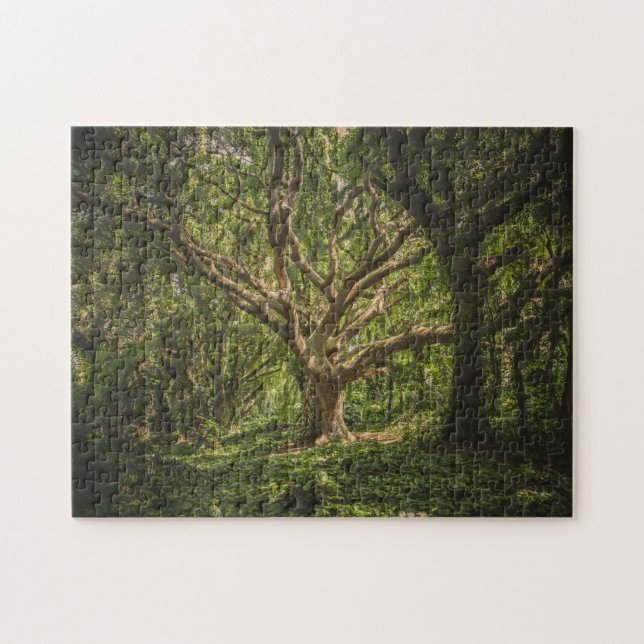 Puzzle Le grand vieux arbre dans la forêt (Horizontal)