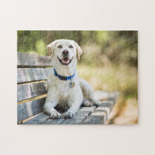 Puzzle Le Labrador Jaune Est Sur Le Banc
