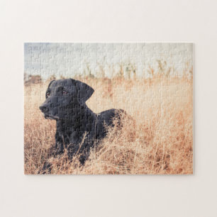 Puzzle Le Labrador Noir En Graine Sèche