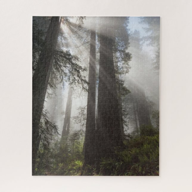 Puzzle Le parc national de Redwood Californie (Vertical)