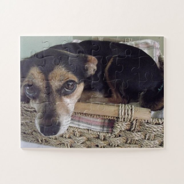 Puzzle Le Petit Chihuahua (Horizontal)