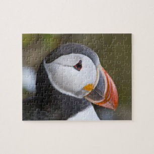 Puzzle Le Puffin Atlantique, un oiseau marin pélagique