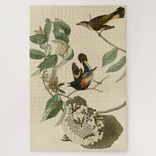 Puzzle Le Redstart américain des oiseaux d'Amérique d'Aud
