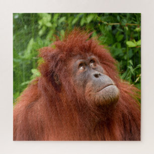 Puzzle Le regard réfléchi d'Orangoutan
