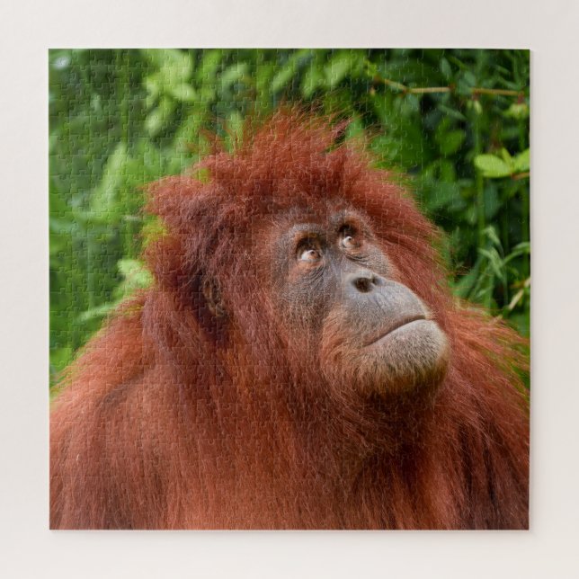 Puzzle Le regard réfléchi d'Orangoutan (Vertical)