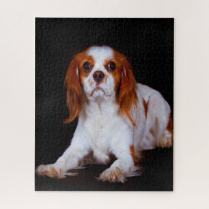 Puzzle Le roi Charles Spaniel Chien.
