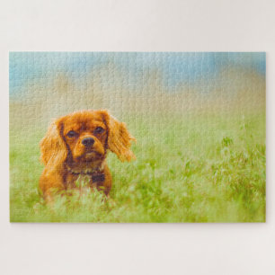 Puzzle Le roi Charles Spaniel Chien.