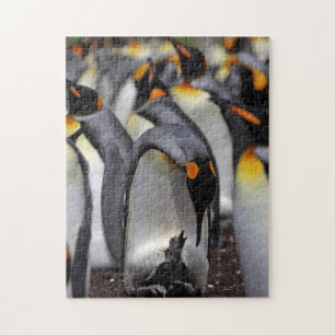 Puzzle Le Roi pingouin avec le poussin