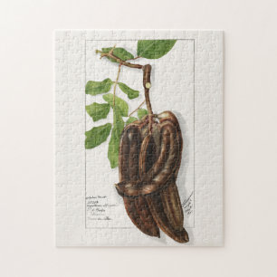 Puzzle Legume (Ceratonia Siliqua L.) Peinture de fruits