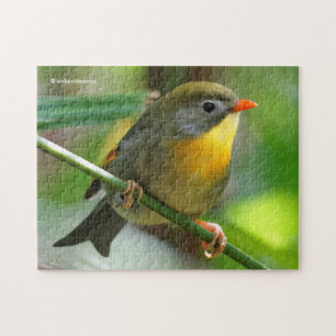 Puzzle Leiothrix coloré / Pekin Robin Songbird
