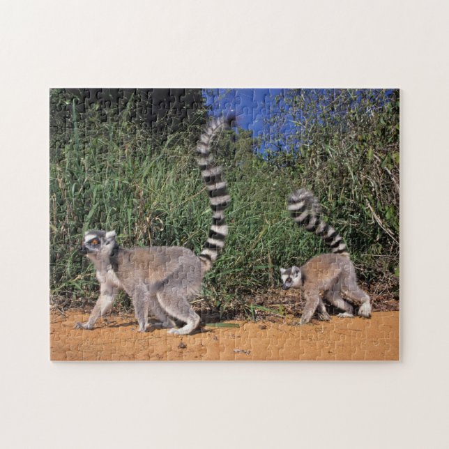 Puzzle Lémurs à queue annelée (Lemur Catta), Berenty (Horizontal)