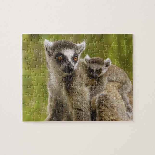 Puzzle Lémurs à queue annelée (Lemur catta) Mère et bébé. (Horizontal)