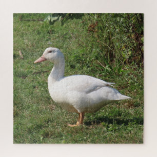 Puzzle lentilles blanches, canards dans le pré, manger sa