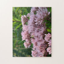 Lentilles de mauvaises herbes roses