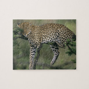 Puzzle Léopard, (Panthera pardus), Kenya, Masai Mara