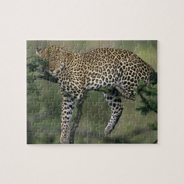 Puzzle Léopard, (Panthera pardus), Kenya, Masai Mara (Horizontal)