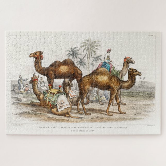 Puzzle Les chameaux de l'Inde Illustration Vintage, 1820 (Horizontal)