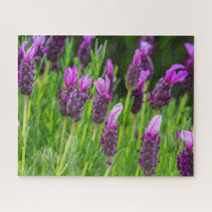Puzzle Les fleurs de lavande de Maui Upcountry