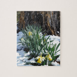 Puzzle Les jonquilles jaunes dans la neige