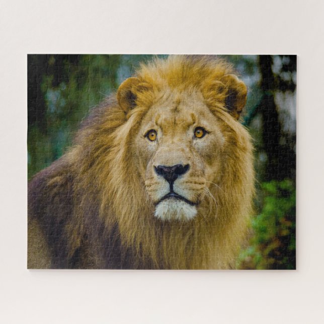 Puzzle Les Lions Gros Chats. (Horizontal)