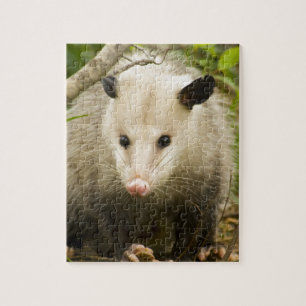 Puzzle Les opossums sont jolis - opossum Didelphimorphia