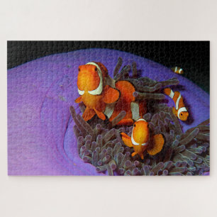 Puzzle Les poissons clowns sont toujours en mouvement A