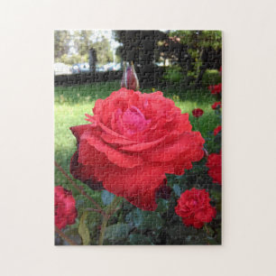 Puzzle Les Roses rouges magnifiques