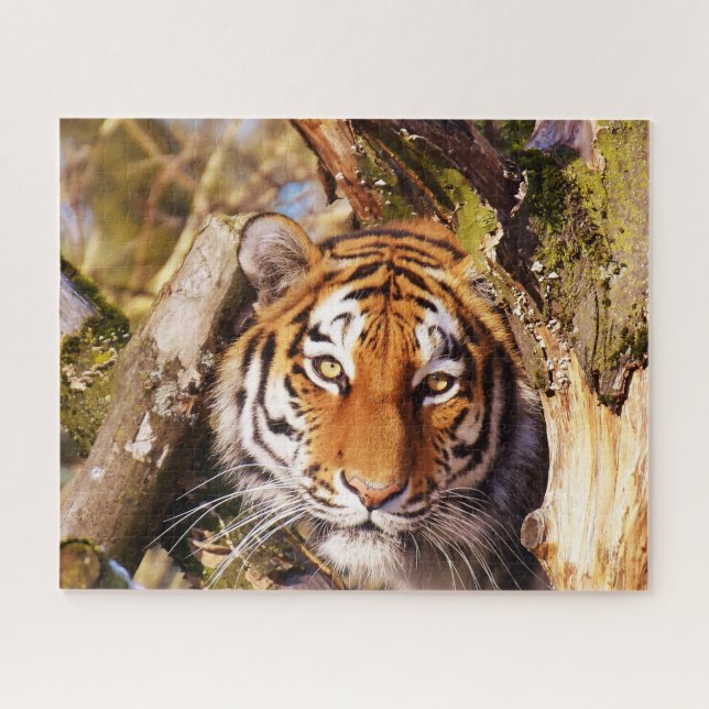Puzzle Les Tigres Gros Chats. (Horizontal)