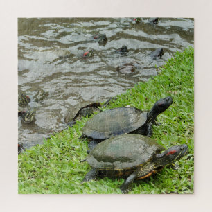 Puzzle Les tortues de l'eau