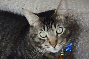 Puzzles Yeux Verts Zazzle Fr