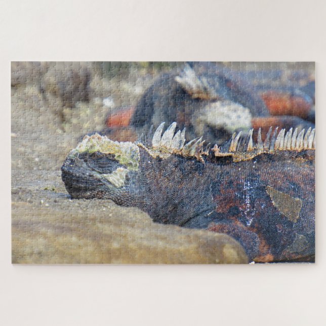 Puzzle l'iguane marin dort (Horizontal)