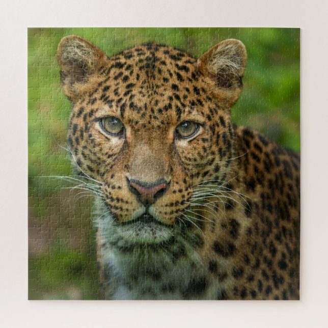 Puzzle L'intensité de Jaguar (Vertical)