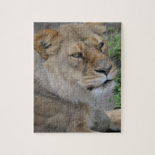 Puzzle Lion