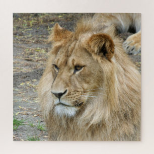 Puzzle Lion 005 par JAMFoto