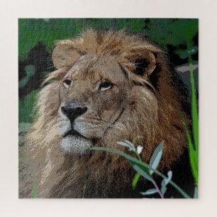 Puzzle Lion 008 par JAMFoto